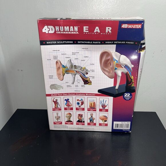 4D Human Ear Model Experiment Learn Science Discover Education Kit Anatomy - Picture 3 of 7